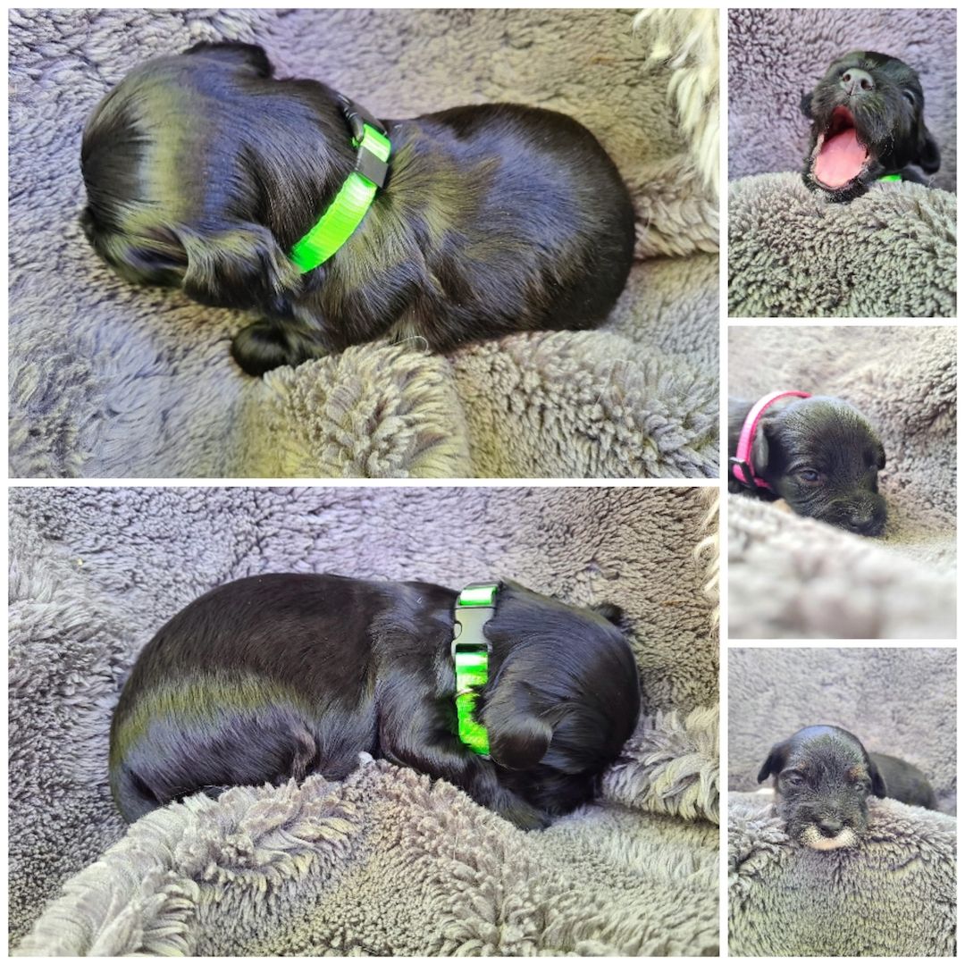 Havaneser Welpen mit Papieren