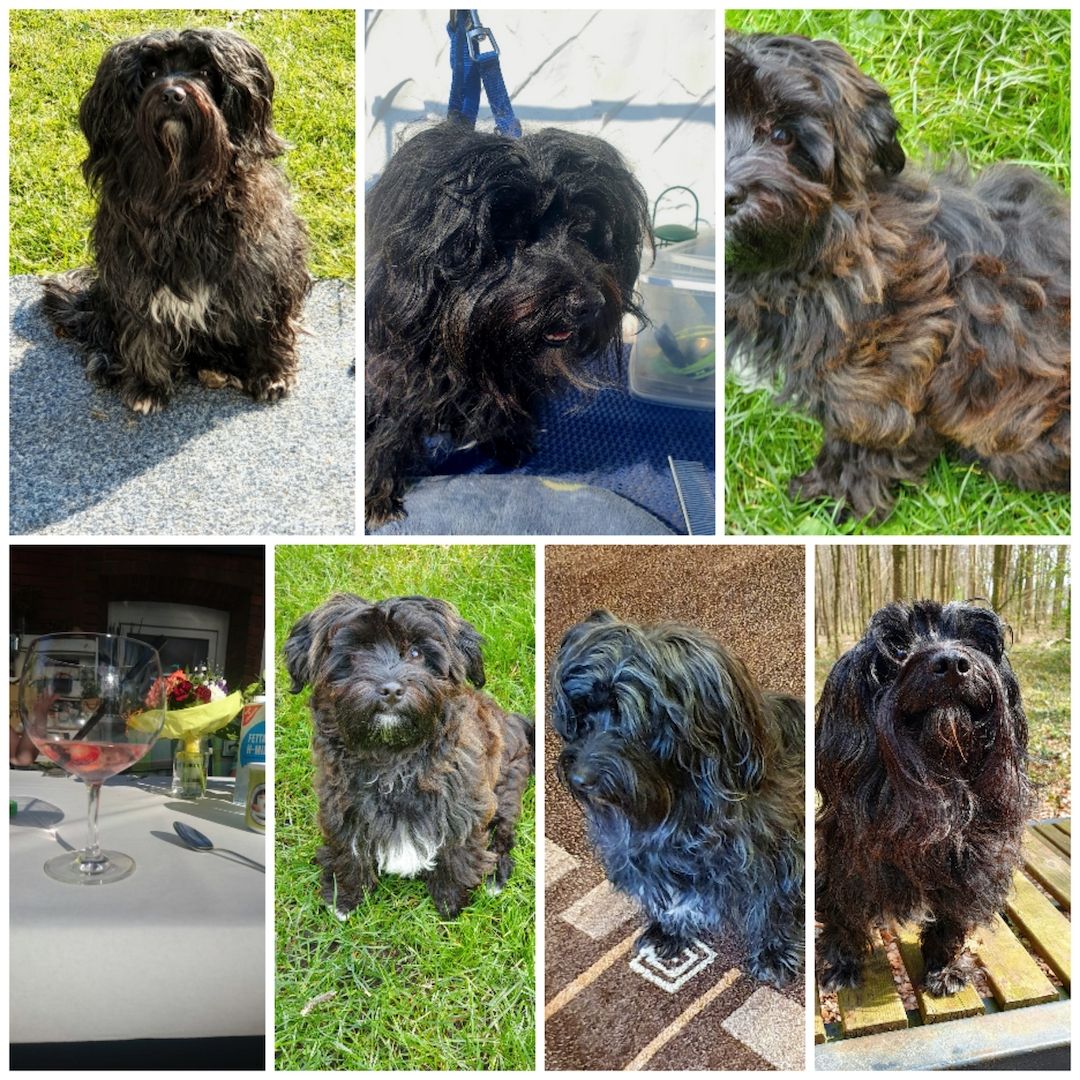 Havaneser Welpen mit Papieren