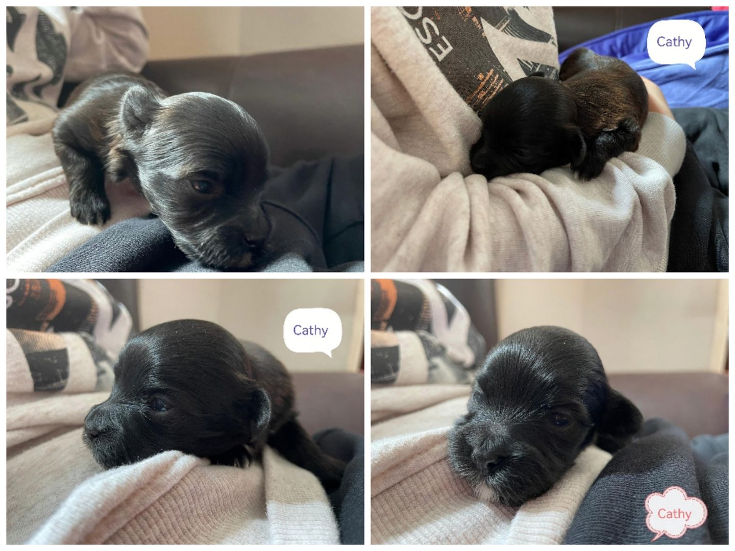 Havaneser Welpen mit Papieren