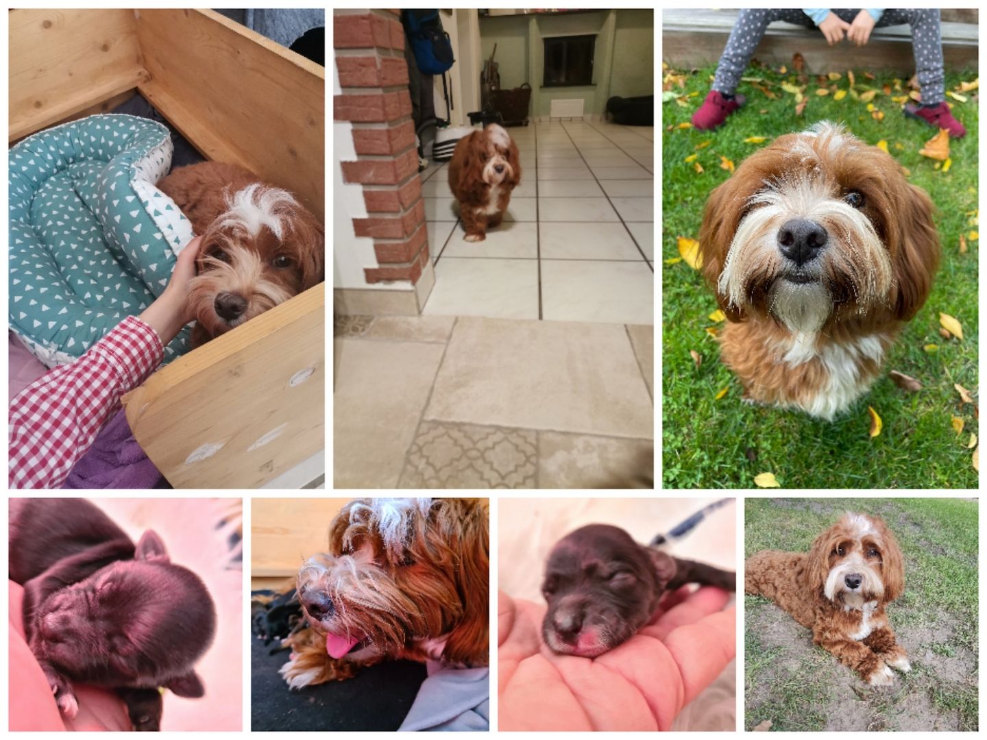 Havaneser Welpen mit Papieren