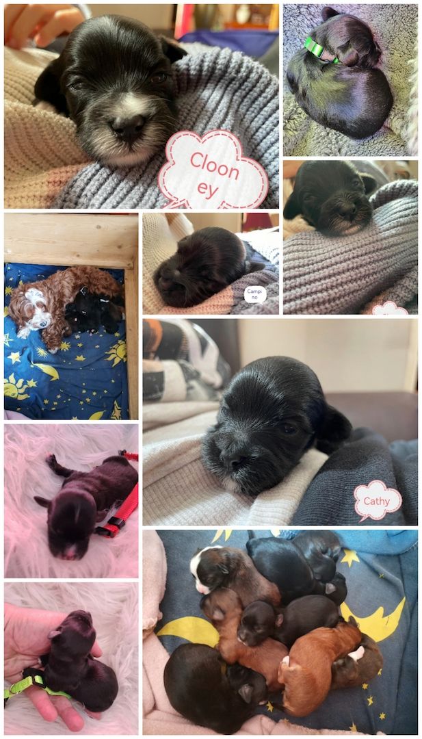 Havaneser Welpen mit Papieren