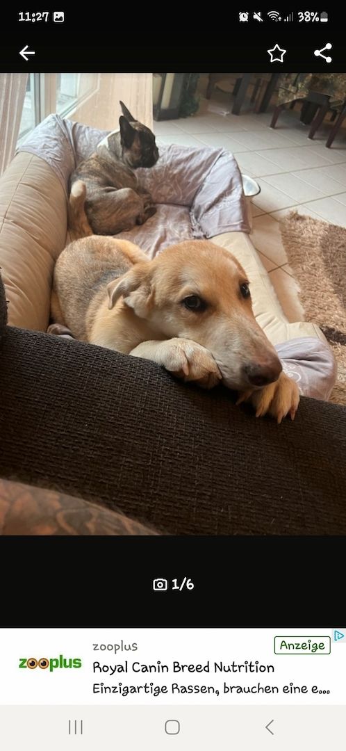 Mischlingshündin Labrador Schäferhund Mic Mischlingshündin Labrador Schäferhund Mic