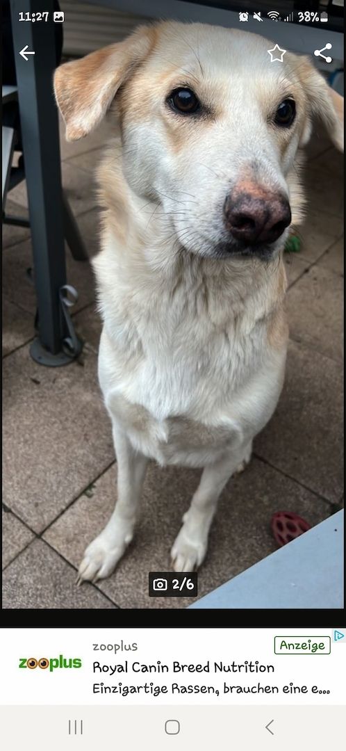 Mischlingshündin Labrador Schäferhund Mic Mischlingshündin Labrador Schäferhund Mic