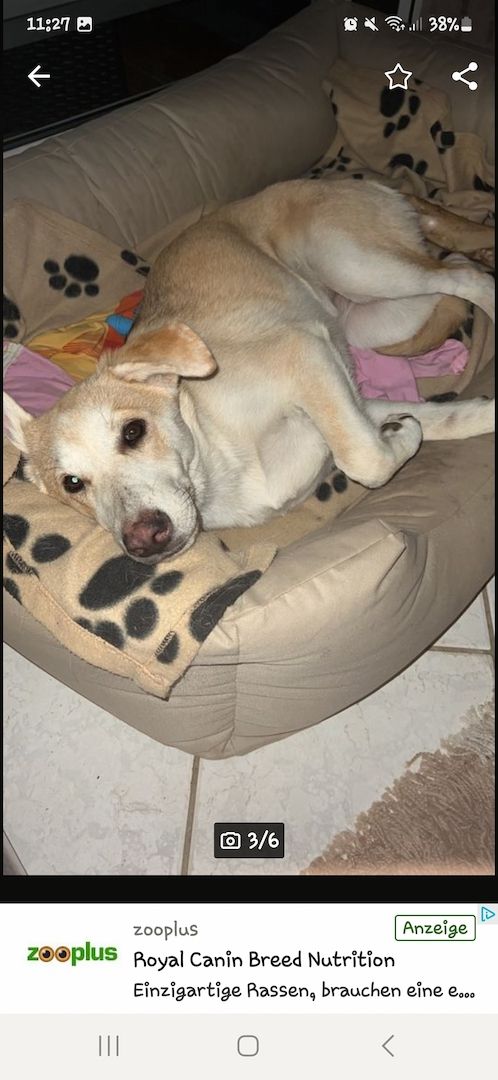 Mischlingshündin Labrador Schäferhund Mic Mischlingshündin Labrador Schäferhund Mic