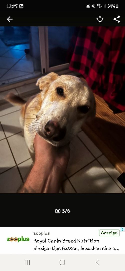 Mischlingshündin Labrador Schäferhund Mic Mischlingshündin Labrador Schäferhund Mic