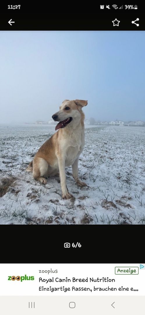 Mischlingshündin Labrador Schäferhund Mic Mischlingshündin Labrador Schäferhund Mic