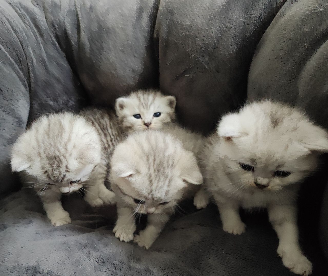 BKH Kitten, Britisch Kurzhaar Kätzchen BKH Kitten, Britisch Kurzhaar Kätzchen