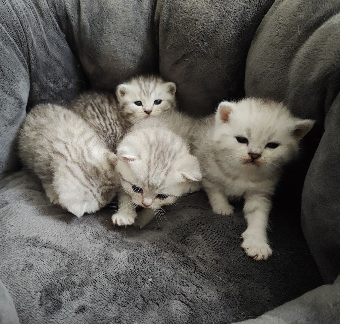 BKH Kitten, Britisch Kurzhaar Kätzchen BKH Kitten, Britisch Kurzhaar Kätzchen