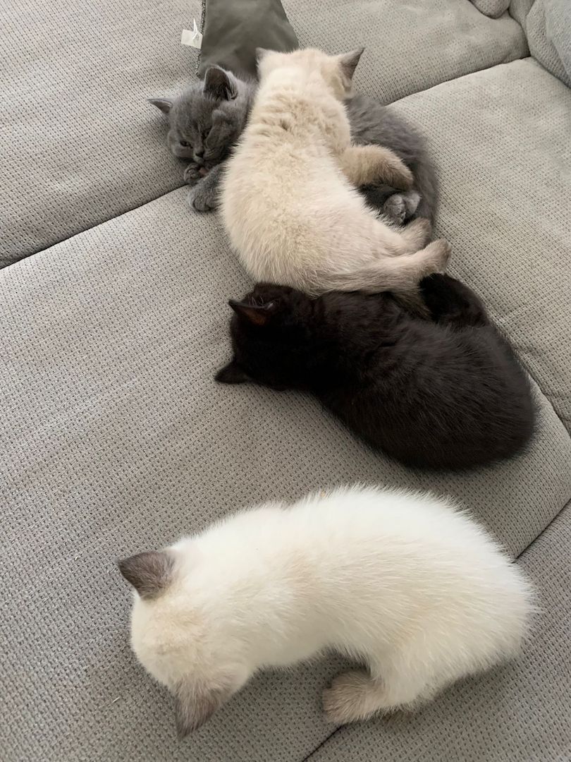 Wunderschöne Blue Point BKH, British Kurzhaar