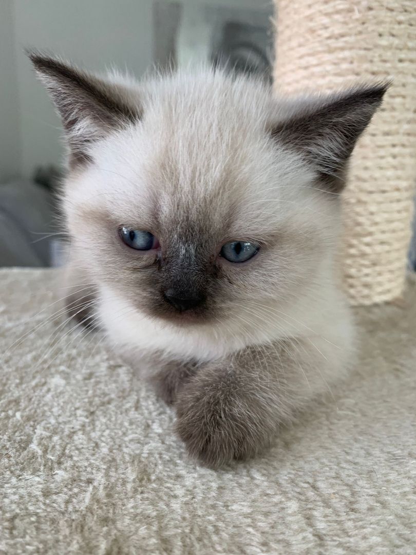 Wunderschöne Blue Point BKH, British Kurzhaar