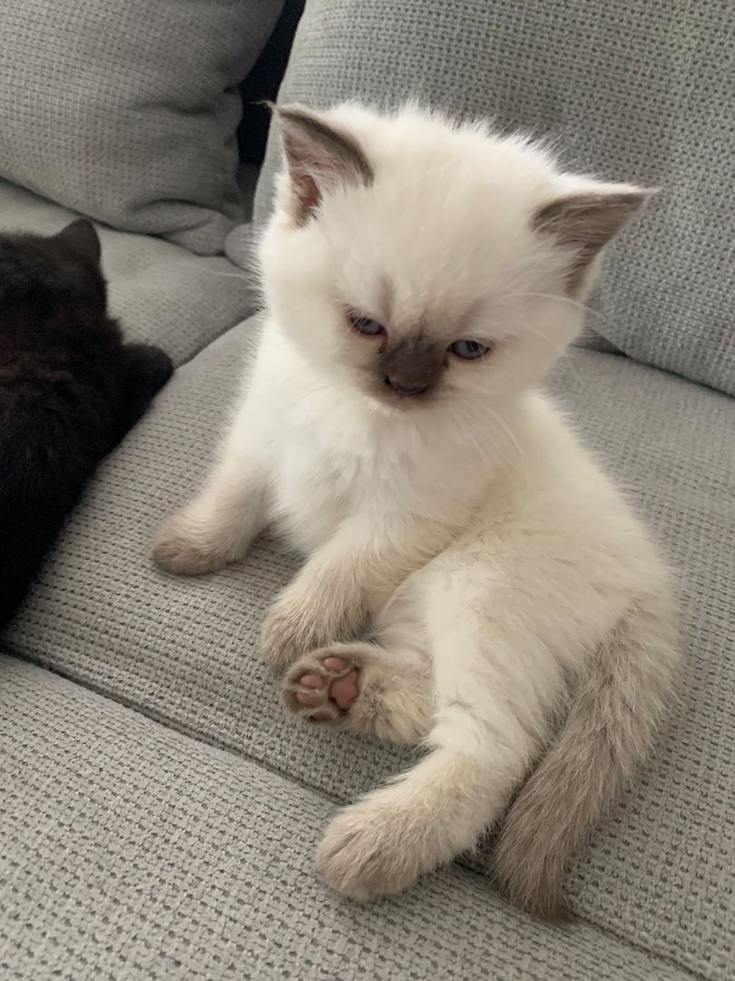 Wunderschöne Blue Point BKH, British Kurzhaar