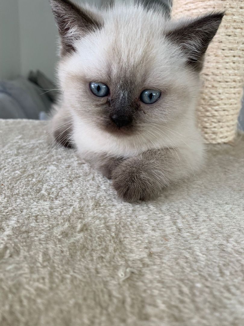 Wunderschöne Blue Point BKH, British Kurzhaar