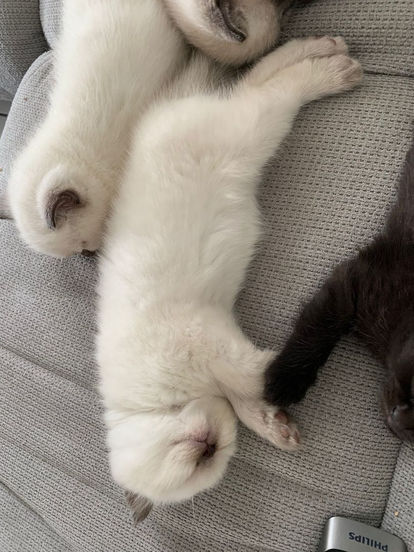 Wunderschöne Blue Point BKH, British Kurzhaar