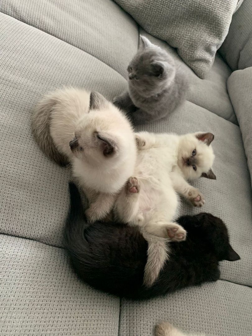 Wunderschöne Blue Point BKH, British Kurzhaar