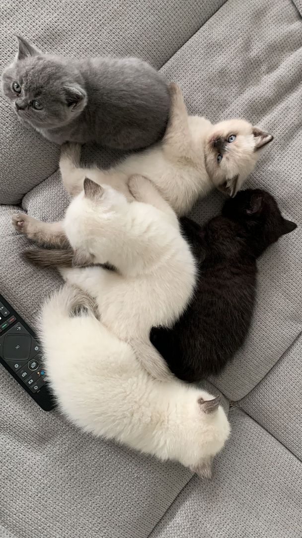 Wunderschöne Blue Point BKH, British Kurzhaar