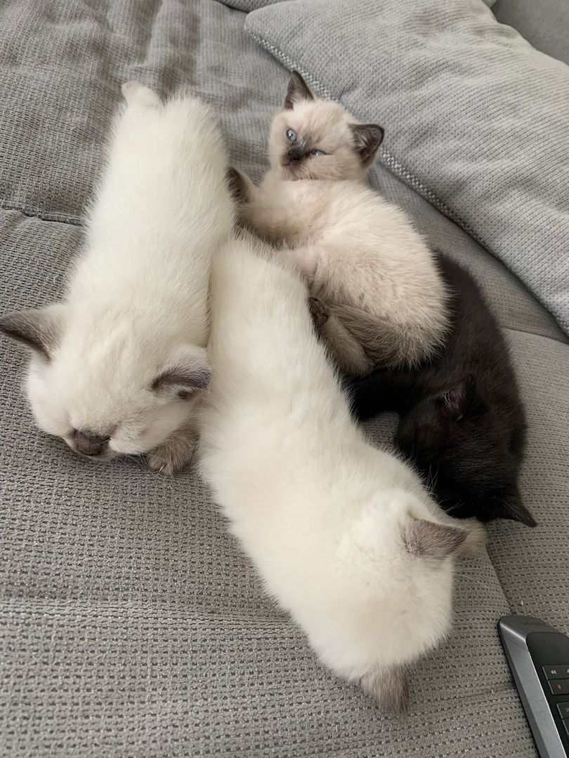 Wunderschöne Blue Point BKH, British Kurzhaar