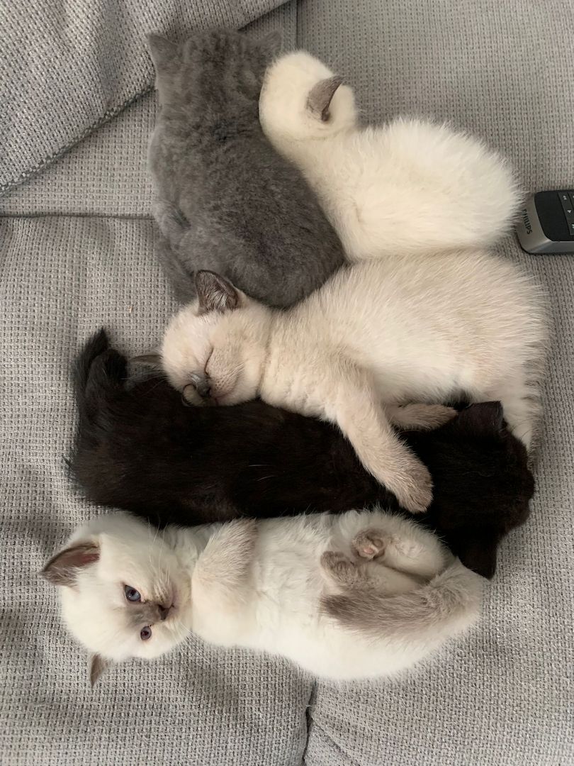 Wunderschöne Blue Point BKH, British Kurzhaar