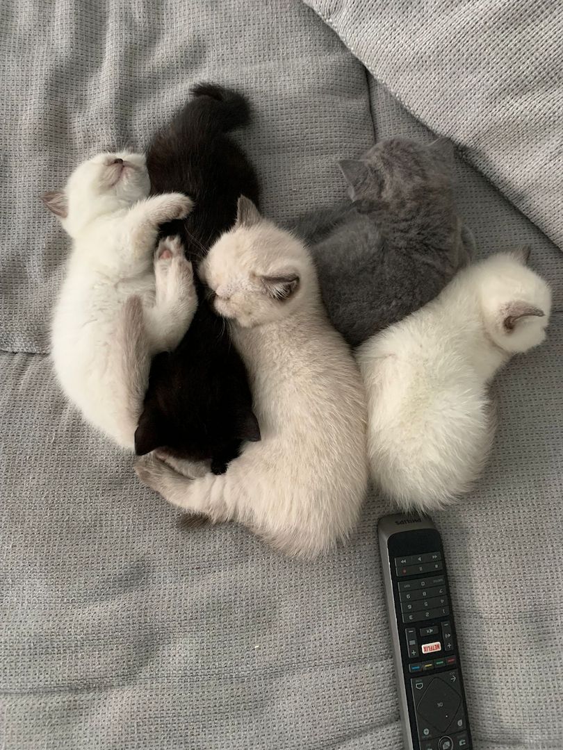 Wunderschöne Blue Point BKH, British Kurzhaar