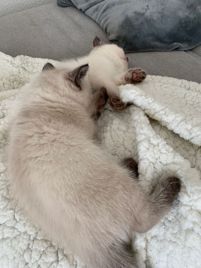 Wunderschöne Blue Point BKH, British Kurzhaar