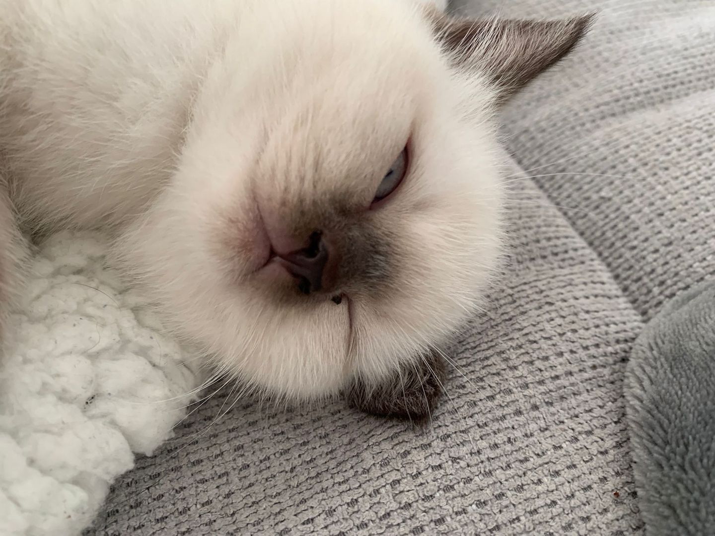 Wunderschöne Blue Point BKH, British Kurzhaar