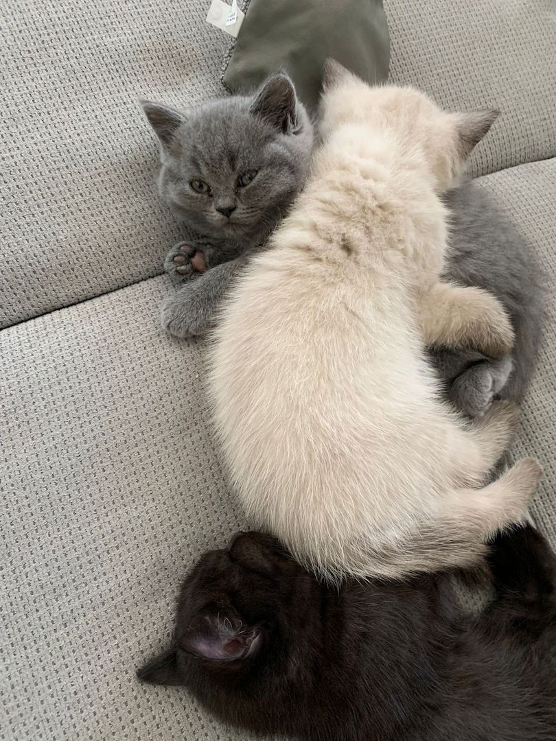 Wunderschöne Blue Point BKH, British Kurzhaar