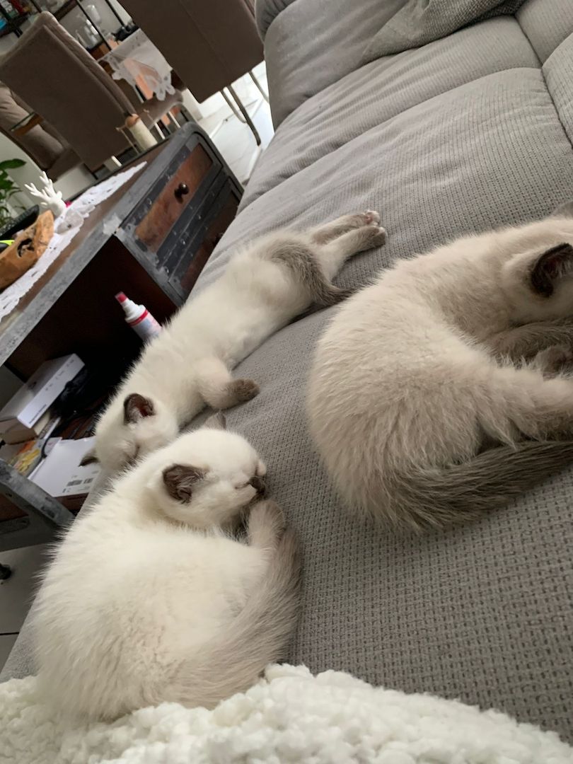 Wunderschöne Blue Point BKH, British Kurzhaar