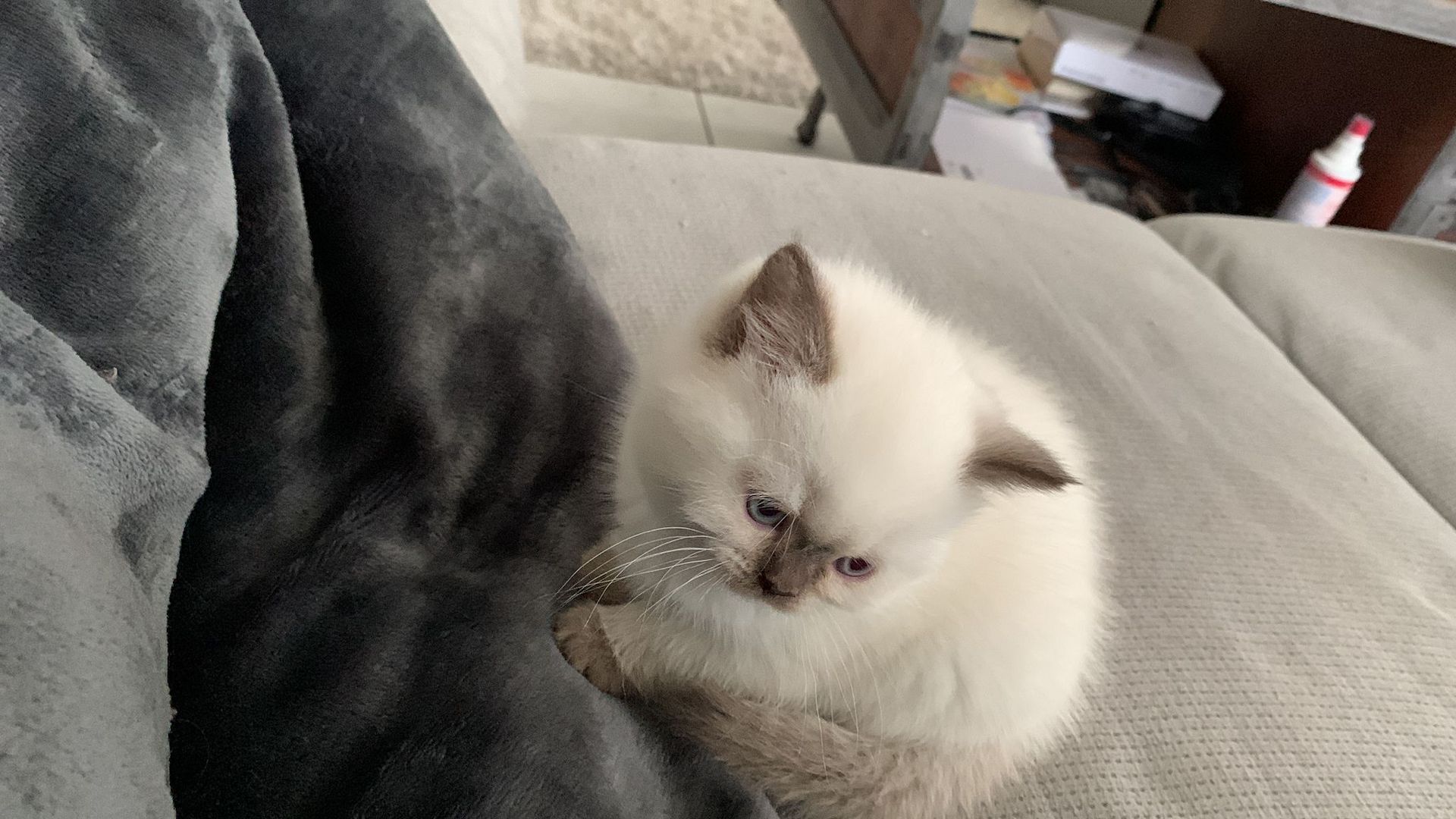 Wunderschöne Blue Point BKH, British Kurzhaar