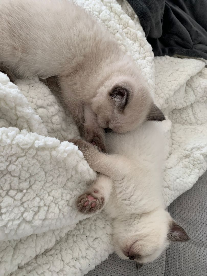 Wunderschöne Blue Point BKH, British Kurzhaar