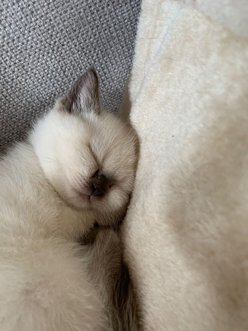 Wunderschöne Blue Point BKH, British Kurzhaar