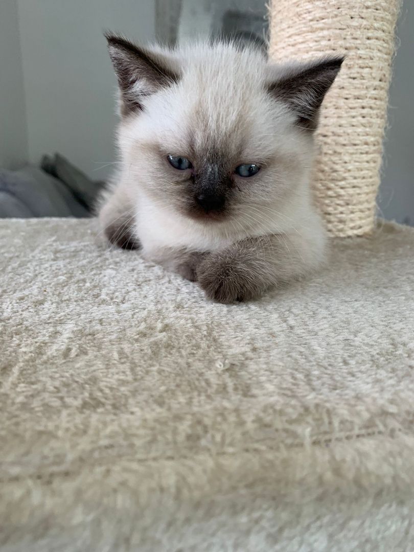 Wunderschöne Blue Point BKH, British Kurzhaar