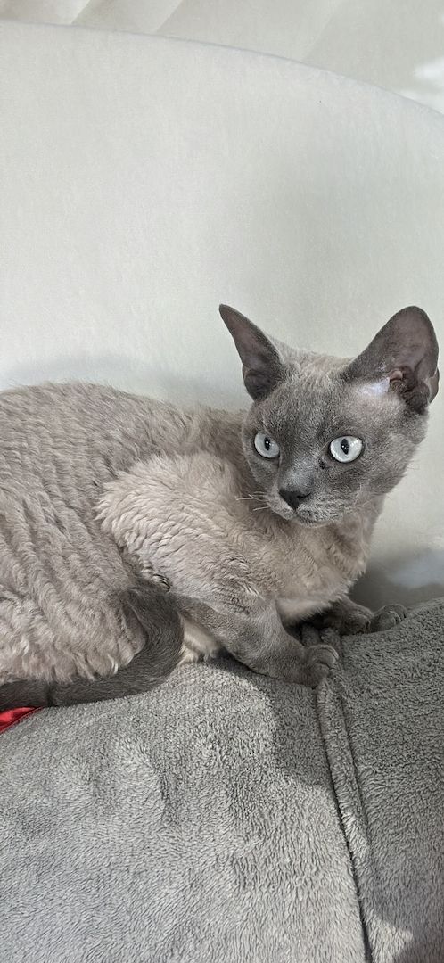 Sphynx und Devon Rex