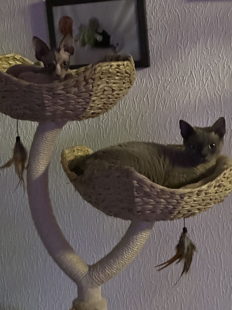 Sphynx und Devon Rex