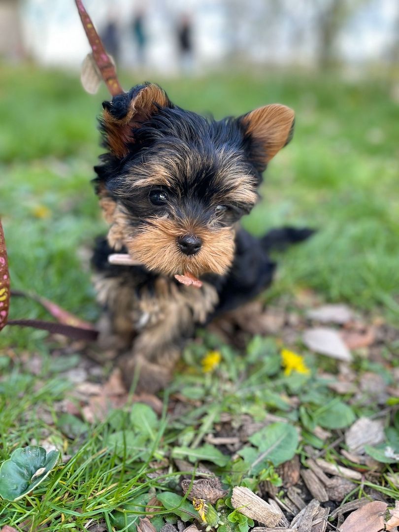 Mini Yorkshire terrier Welpe (w)