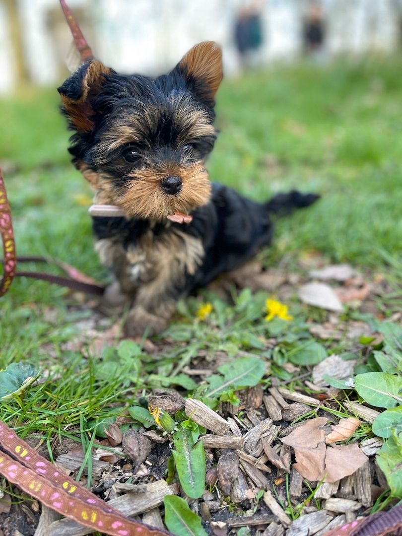 Mini Yorkshire terrier Welpe (w)