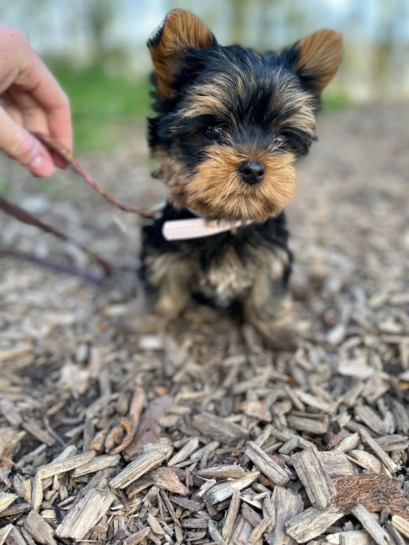 Mini Yorkshire terrier Welpe (w)