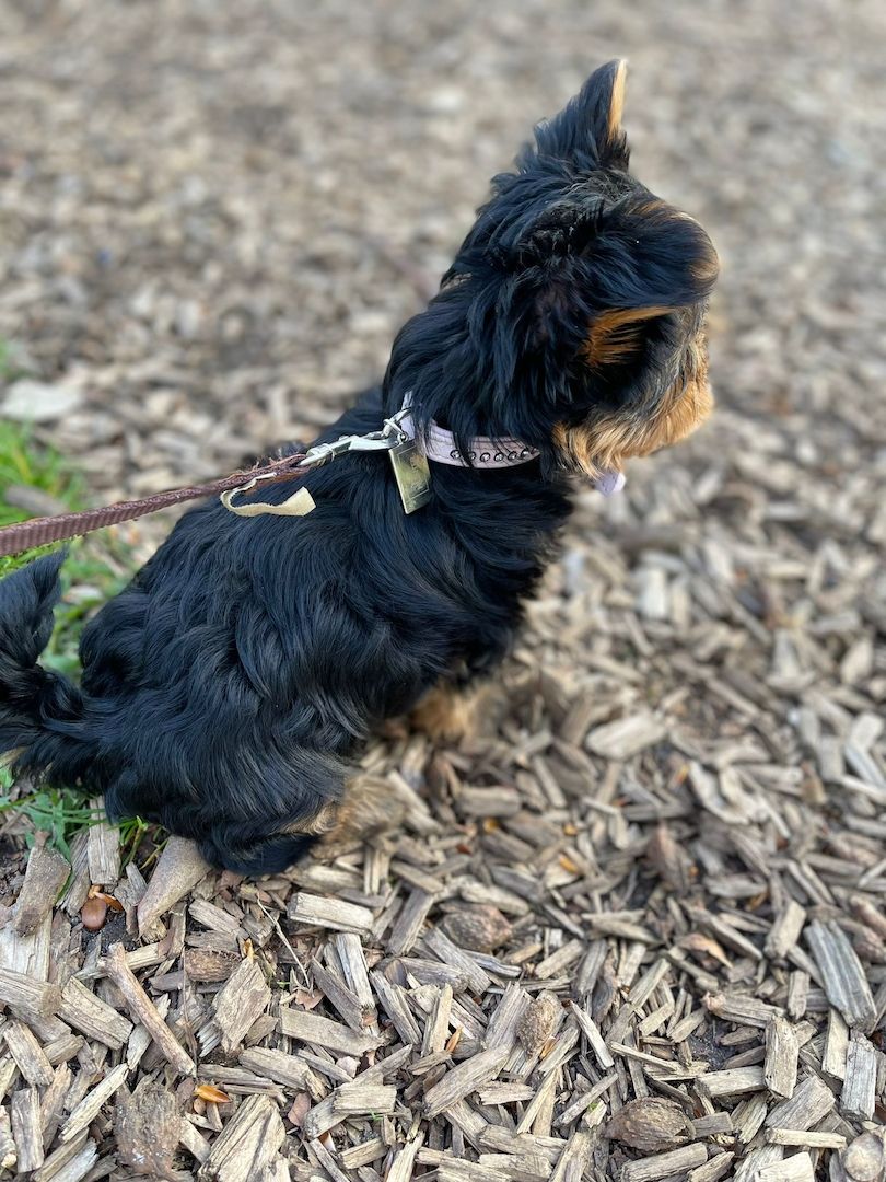 Mini Yorkshire terrier Welpe (w)