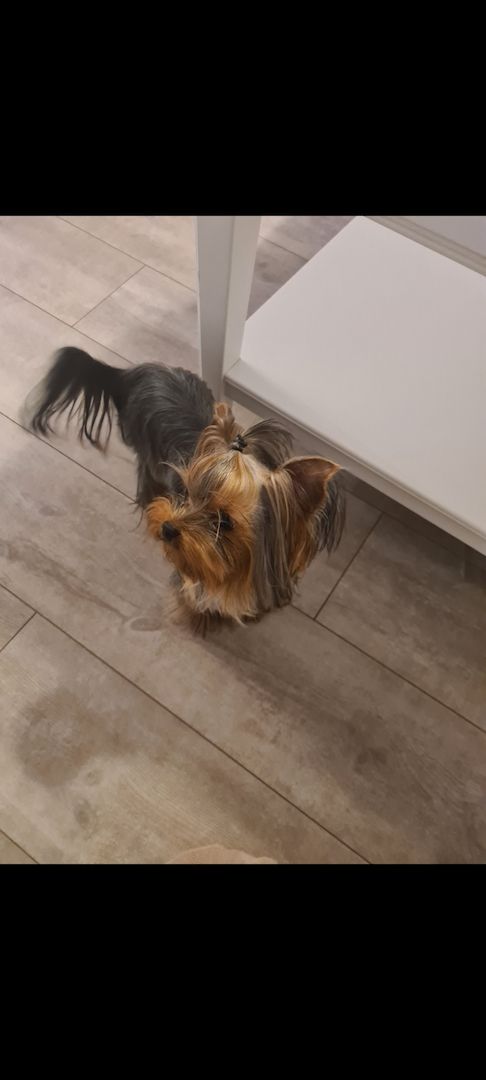 Mini Yorkshire terrier Welpe (w)