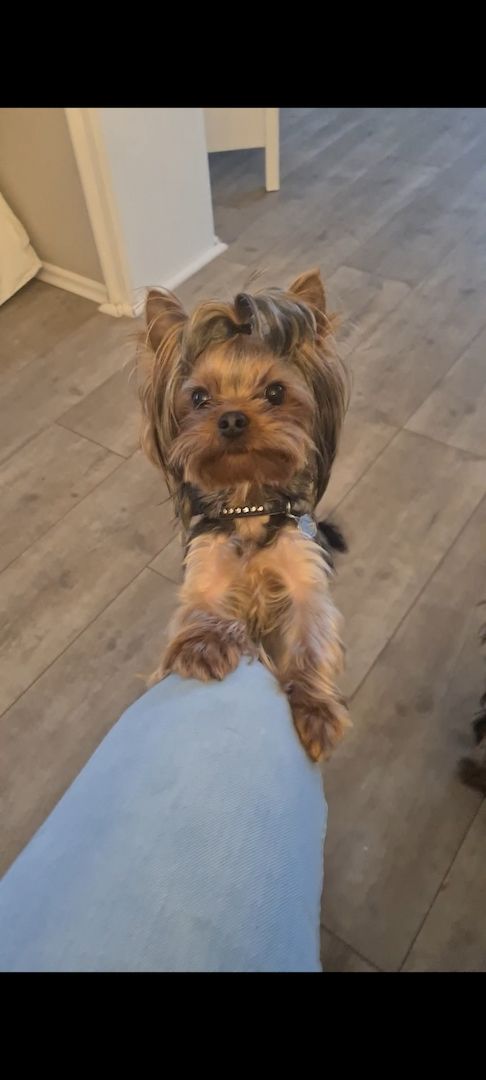 Mini Yorkshire terrier Welpe (w)