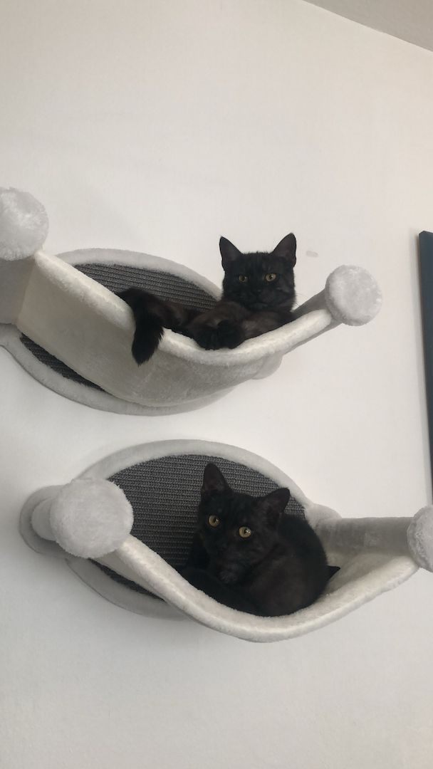 Zwei Maine Coon Mix Brüder, 7 Monate, Preis für beide + Zubehör