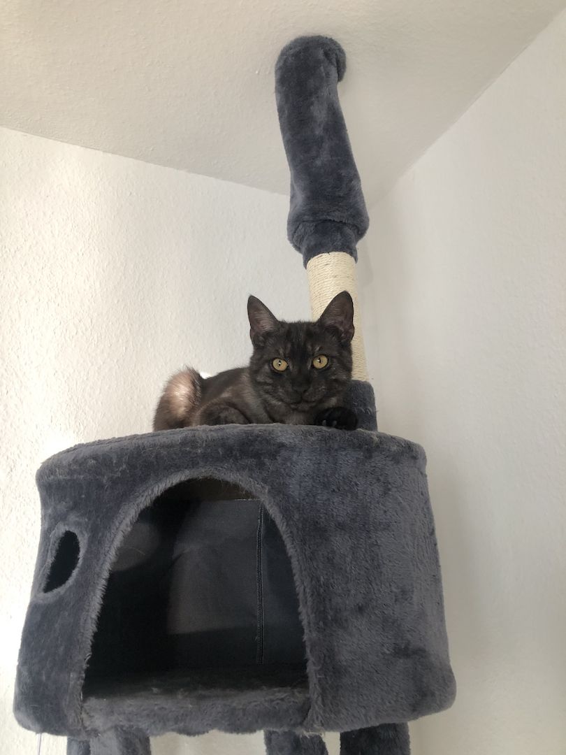 Zwei Maine Coon Mix Brüder, 7 Monate, Preis für beide + Zubehör