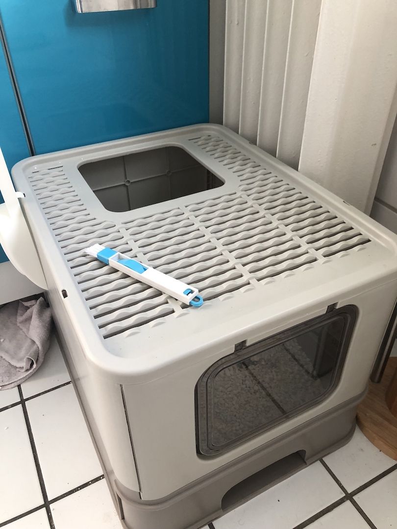 Zwei Maine Coon Mix Brüder, 7 Monate, Preis für beide + Zubehör