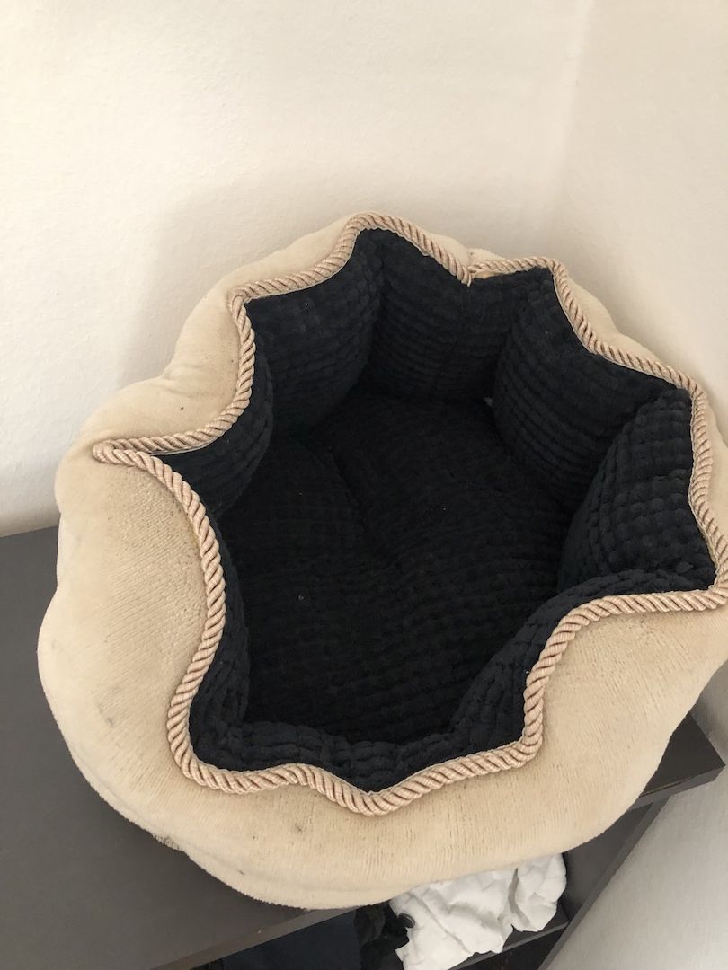 Zwei Maine Coon Mix Brüder, 7 Monate, Preis für beide + Zubehör