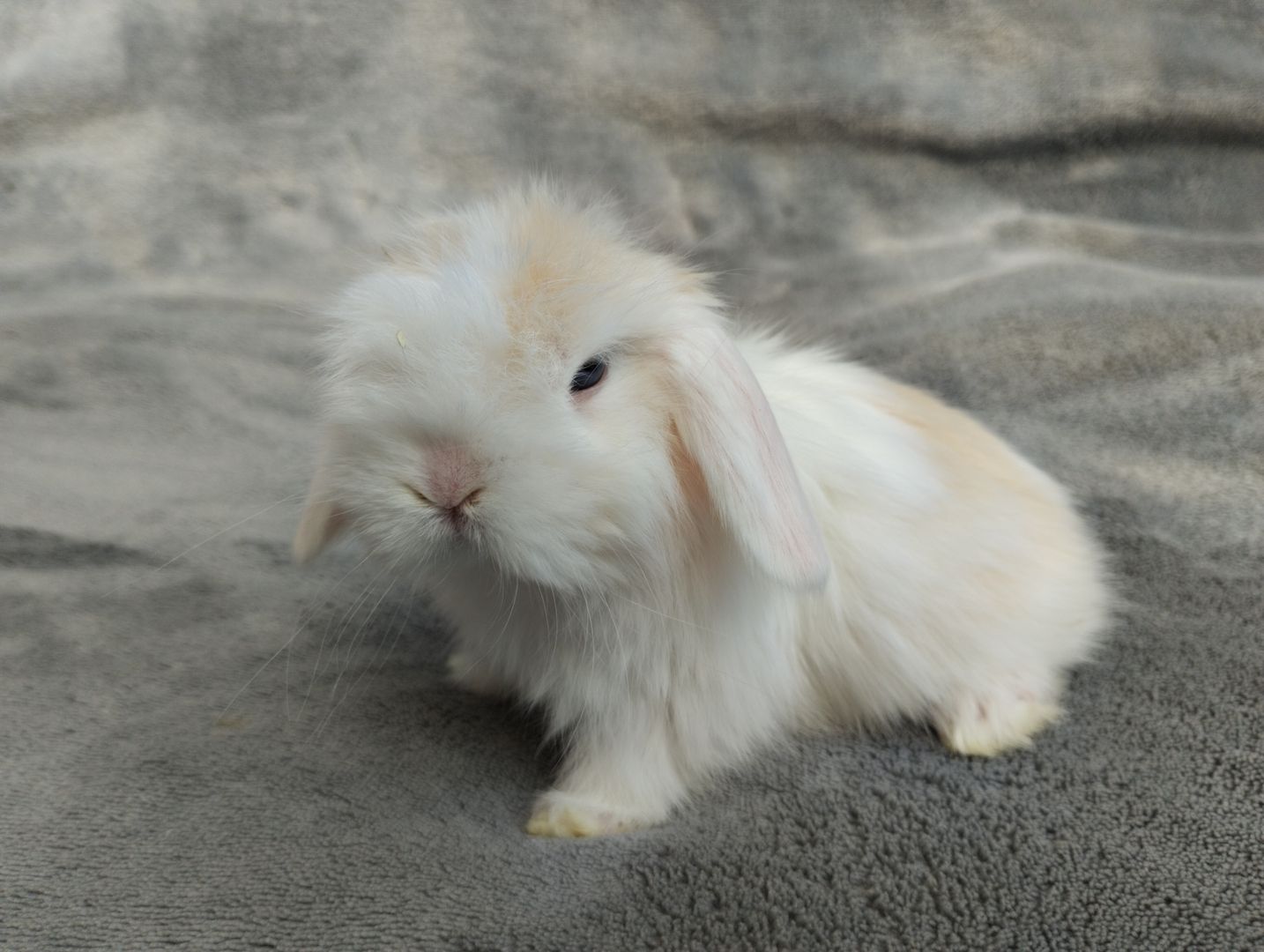 Original Mini lop Kaninchen Hasen Widder Babys zu Abgabe Original Mini lop Kaninchen Hasen Widder Babys zu Abgabe