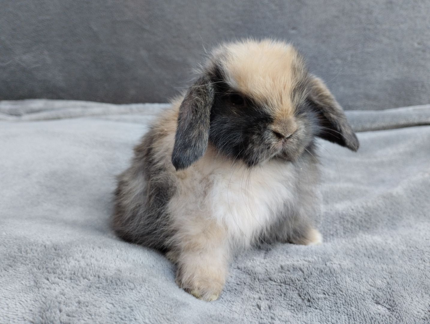 Original Mini lop Kaninchen Hasen Widder Babys zu Abgabe Original Mini lop Kaninchen Hasen Widder Babys zu Abgabe