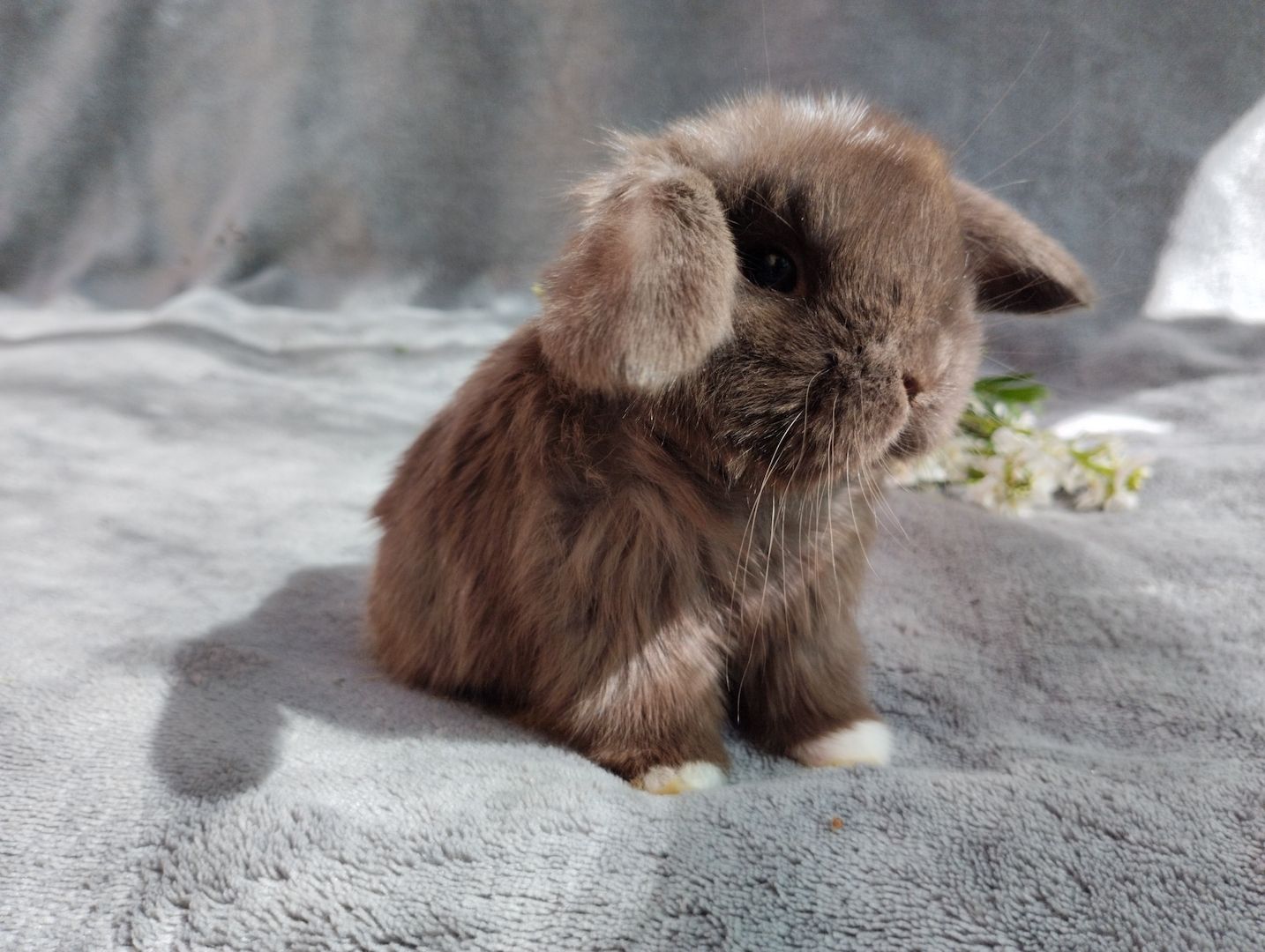 Original Mini lop Kaninchen Hasen Widder Babys zu Abgabe Original Mini lop Kaninchen Hasen Widder Babys zu Abgabe