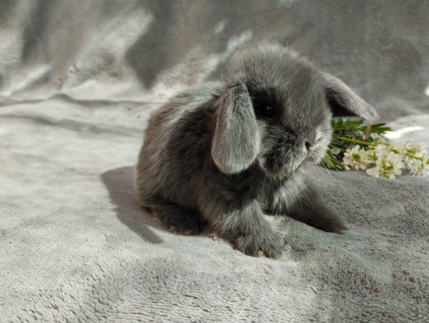 Original Mini lop Kaninchen Hasen Widder Babys zu Abgabe Original Mini lop Kaninchen Hasen Widder Babys zu Abgabe