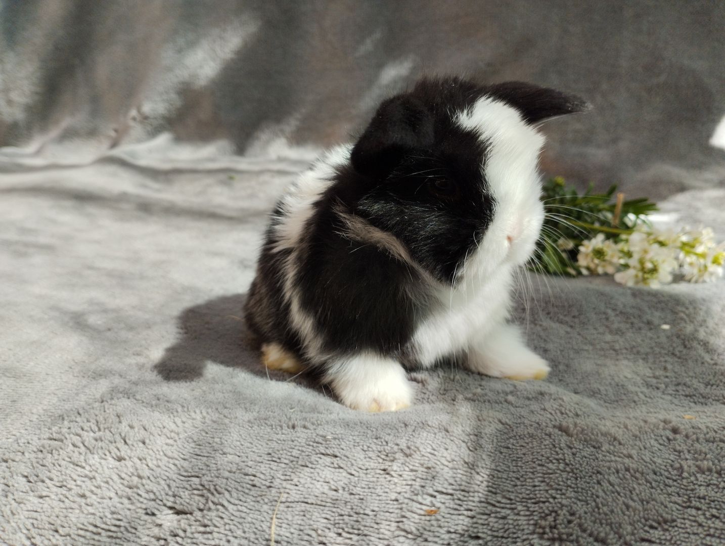 Original Mini lop Kaninchen Hasen Widder Babys zu Abgabe Original Mini lop Kaninchen Hasen Widder Babys zu Abgabe