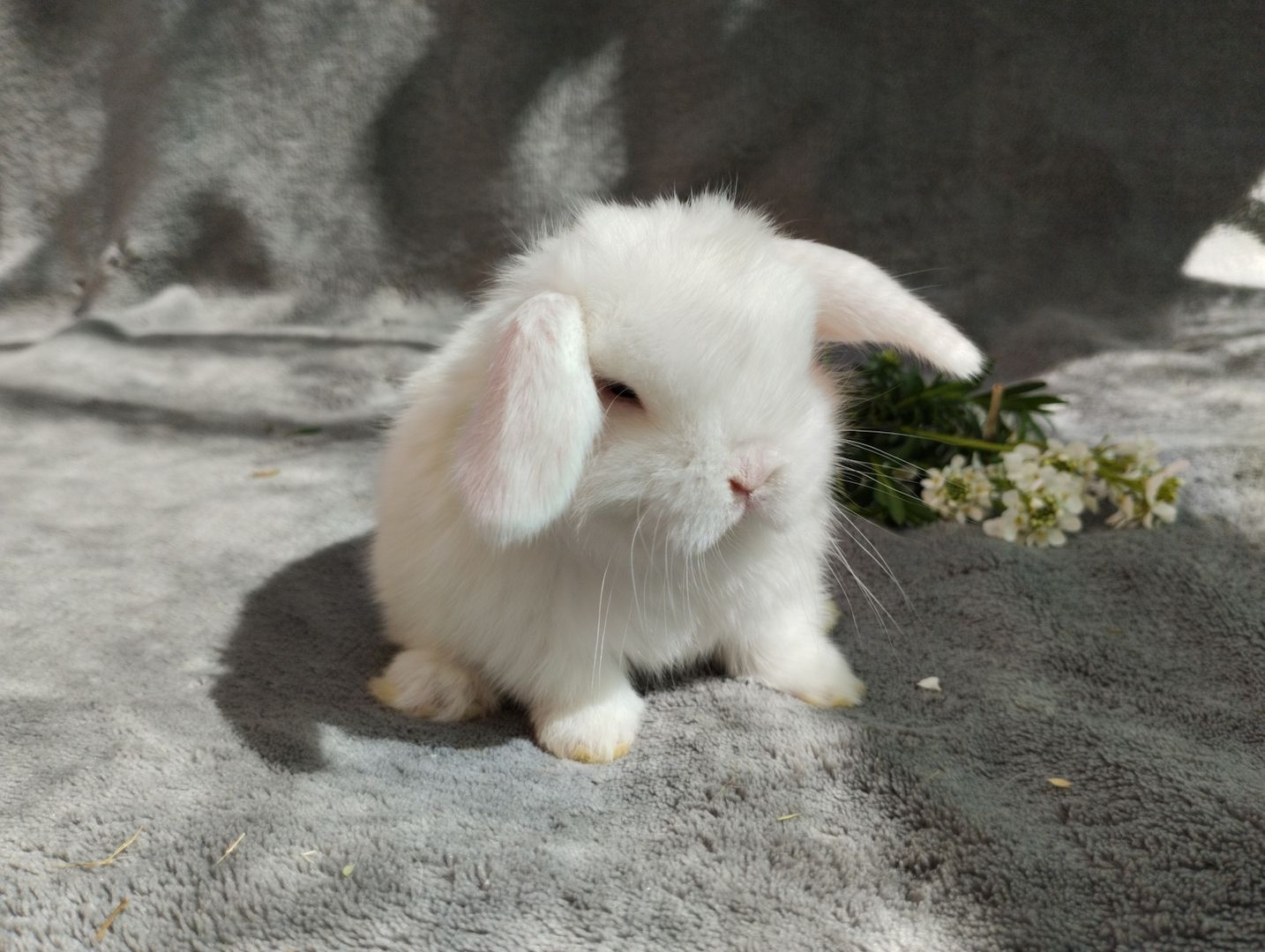 Original Mini lop Kaninchen Hasen Widder Babys zu Abgabe Original Mini lop Kaninchen Hasen Widder Babys zu Abgabe