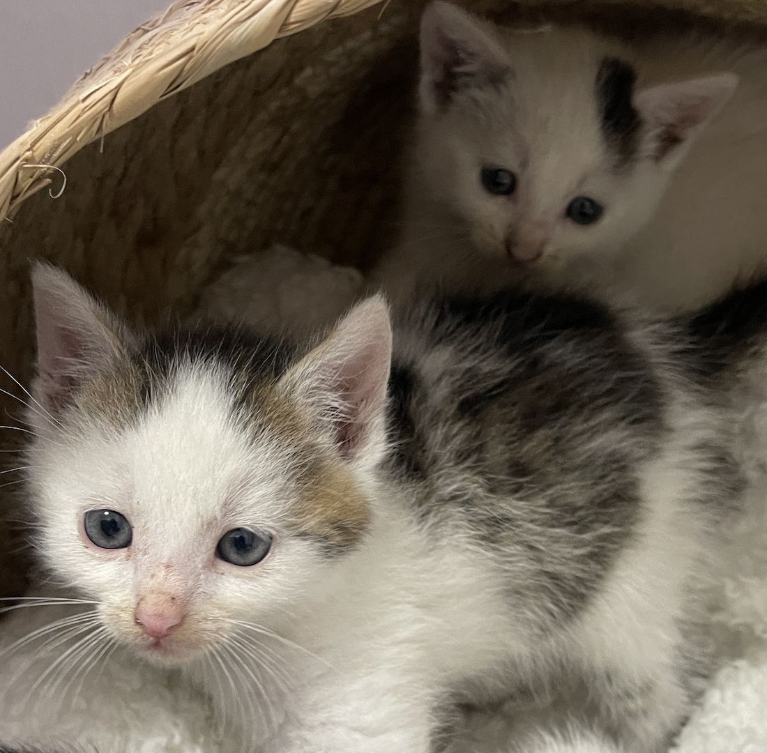 6 Babykitten in liebevolle Hände abzugeben❤️