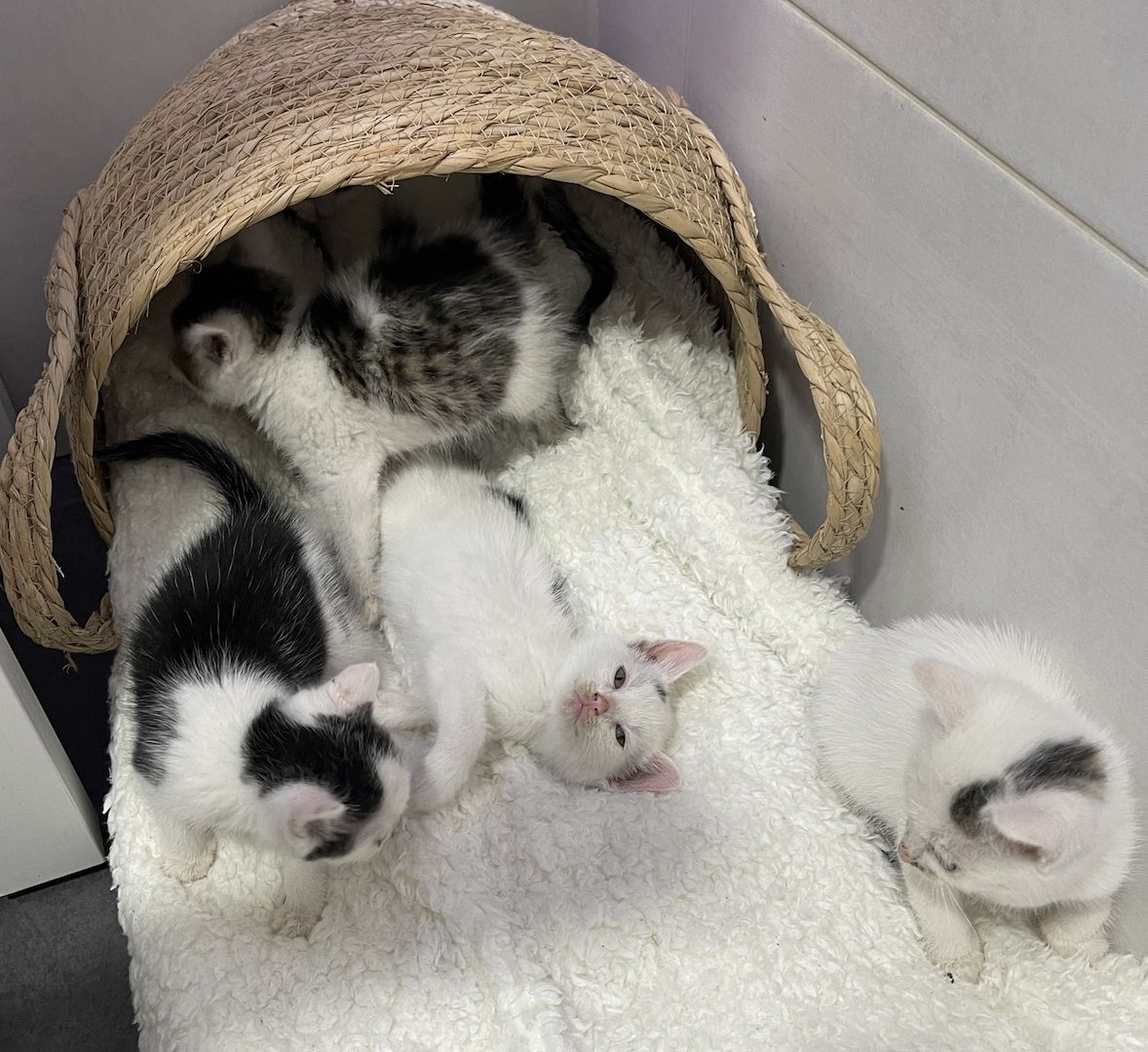6 Babykitten in liebevolle Hände abzugeben❤️